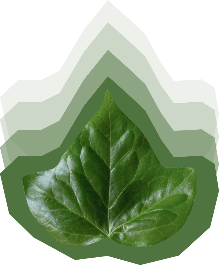 feuille verte